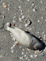 Orthopristis chrysoptera