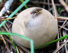 Sphaeroceroidea