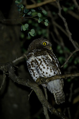 Glaucidium capense