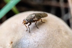 Sphaeroceroidea