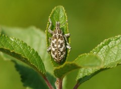 Cyphocleonus dealbatus
