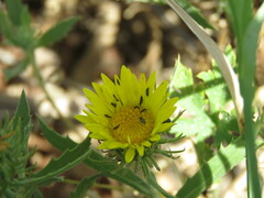 Phlaeothripidae