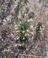 Brickellia cylindracea