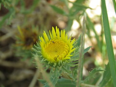 Phlaeothripidae