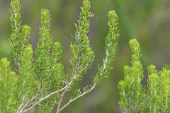 Aspalathus subtingens