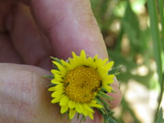 Phlaeothripidae