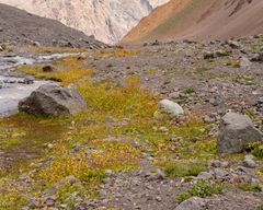 Calceolaria filicaulis