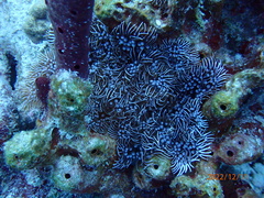 Lebrunia neglecta