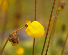 Calceolaria filicaulis