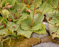 Calceolaria filicaulis