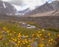 Calceolaria filicaulis