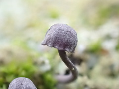 Mycena pseudocorticola