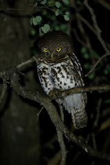Glaucidium capense