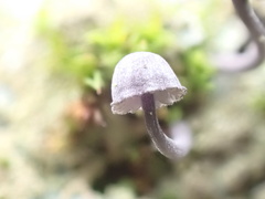 Mycena pseudocorticola