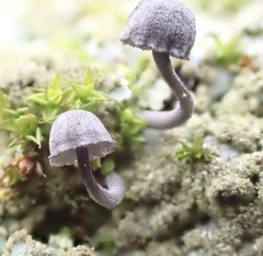Mycena pseudocorticola