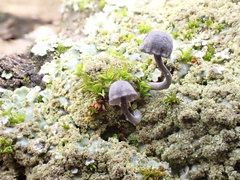 Mycena pseudocorticola