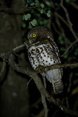 Glaucidium capense