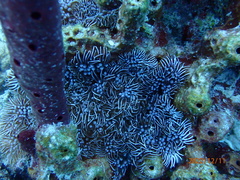 Lebrunia neglecta