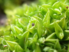 Syntrichia papillosa