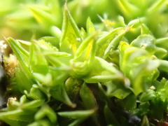 Syntrichia papillosa