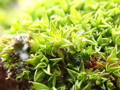 Syntrichia papillosa