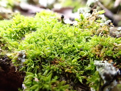 Syntrichia papillosa