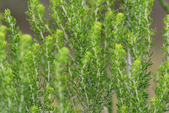 Aspalathus subtingens