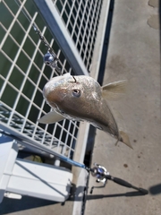 Menticirrhus americanus