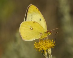 Colias