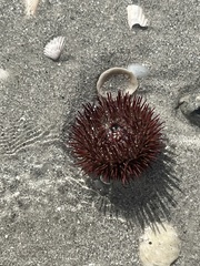 Lytechinus variegatus