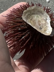 Lytechinus variegatus