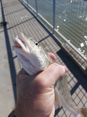 Menticirrhus americanus