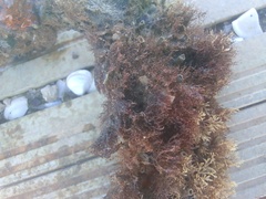 Amathia verticillata