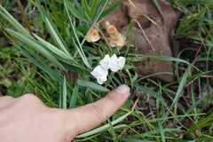 Lathyrus arizonicus