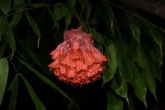 Brownea ariza