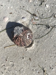 Lytechinus variegatus