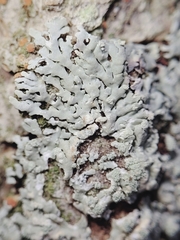 Physcia americana