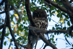 Glaucidium capense