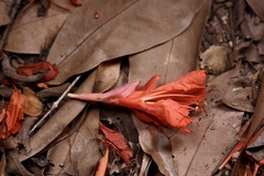Brownea ariza