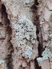 Physcia americana