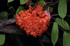 Brownea ariza