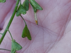 Capsella bursa-pastoris