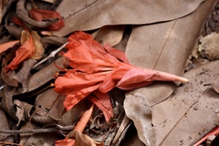 Brownea ariza