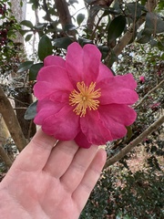 Camellia
