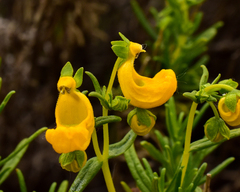 Calceolaria hypericina