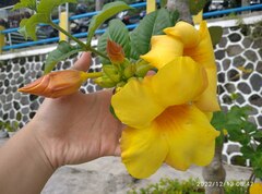 Allamanda schottii