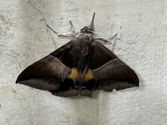 Bastilla fulvotaenia