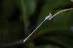 Pseudagrion