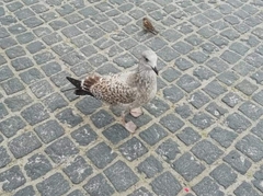 Larus argentatus