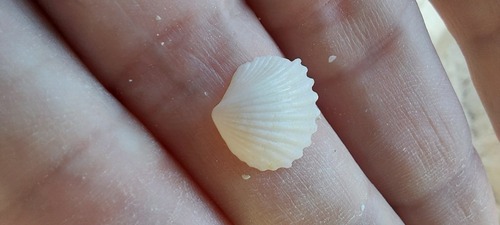 Antillean Cockle